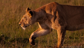 African Lion in the Masai Mara African Lion in the Masai Mara