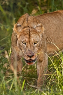 African Lion in the Masai Mara