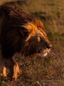 African Lion in the Masai Mara