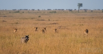 Lion pride stalking unsuspecting Warthog in long grass