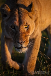 African Lion eyelevel walking close portrait in morning light