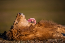 African Lion yawing laid down