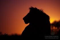 Silhouetted Lion sitting against sunrise