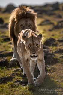 Male and Female Lions walking down hill towards camera