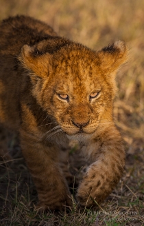Lion cub walking portrait