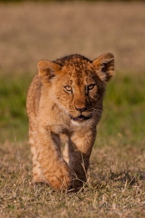 Lion cub walking portrait