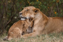 Lion mother and cub nuzzling