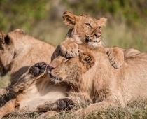 Young Lions climbing on each other playing