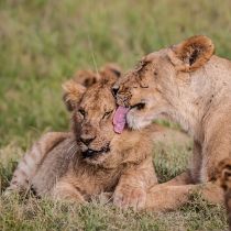 Lioness licking younger Lion's face