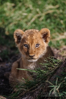 Lion cub sat staring at camera