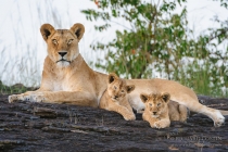 Lioness with two young cubs on a rock