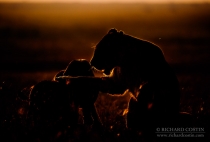 Lioness pawing cubs head, backlit ring of fire shot at sunrise