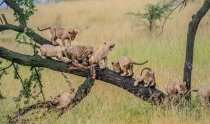 Eight Lion cubs playing on a fallen tree branch