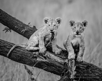 Two Lion cubs chewing the bark from a tree branch