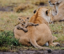 Lion cub climbing over mother's body