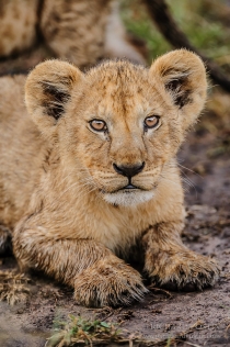 Wet Lion cub portrait, sat looking to camera
