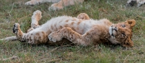Lion cub rolling over on back