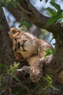 Lion cub in a tree with head tilted