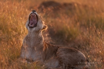 Lioness yawning in long grass at sunrise
