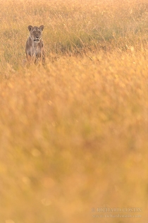 Lioness in long grass at sunrise