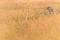 Lioness in long grass at sunrise