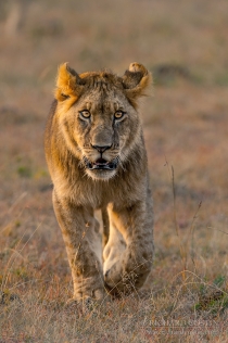 Young lion walking towards camera