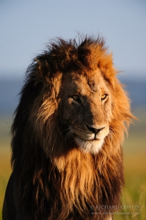 Male Lion looking ahead with tongue visible