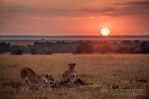 Lion pride resting with sunset behind