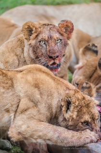 Lions with bloodied faces feeding on a Wildebeest kill