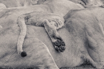 Lions paw visible rested over large female's body B&W