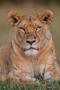 Large female Lion sat staring at camera