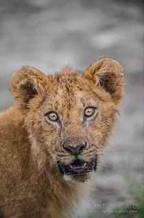 Young Lion close up, staring at camera