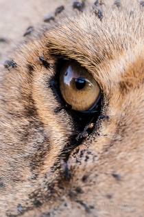 Close up of Lion's eye with a few flies around it