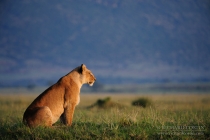 Lioness sat staring ahead at sunrise