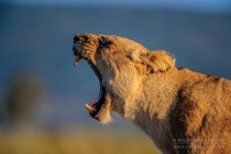 Lioness yawning showing large teeth , side profile at sunrise