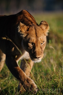 Lioness walking, head down and ears back