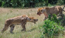 Aggressive Lionesses defending kill from another