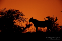 Lioness standing on a rock, silhouette at dawn