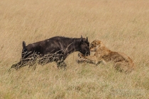 Lion and young injured Buffalo fighting face to face