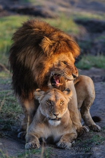 Lions mating, female looking at camera
