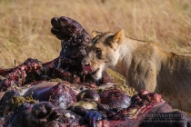 Lioness eating large Hippo carcass (Notch boys kill)