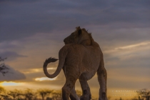 Common Name (Latin name) Description Location
