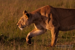 African Lion in the Masai Mara