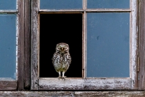 Wild Little Owl