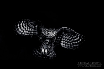 Wild Little Owl