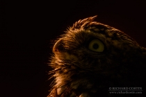 Wild Little Owl
