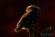 Wild Little Owl