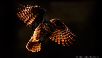 Wild Little Owl Wild Little Owl