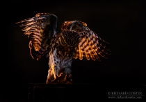 Wild Little Owl