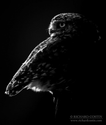 Wild Little Owl